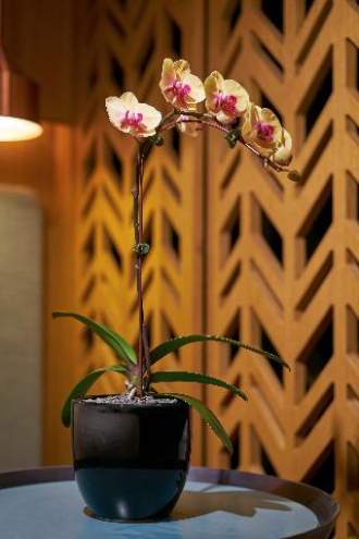 Oasia Hotel Downtown